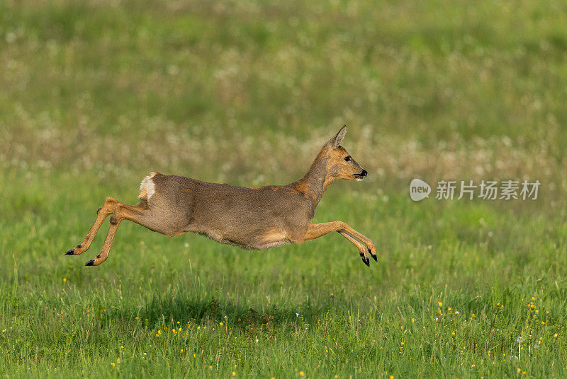 跳雌狍子(Capreolus Capreolus)